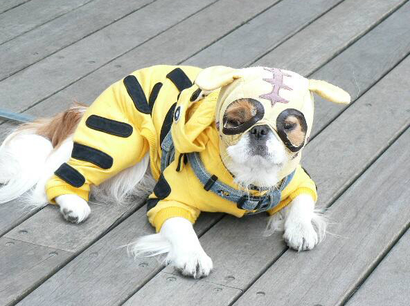 ペット用品「Amazon×クレカ」最強節約術