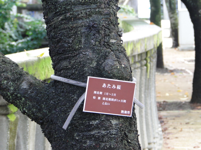 熱海のあたみ桜【筆者撮影】